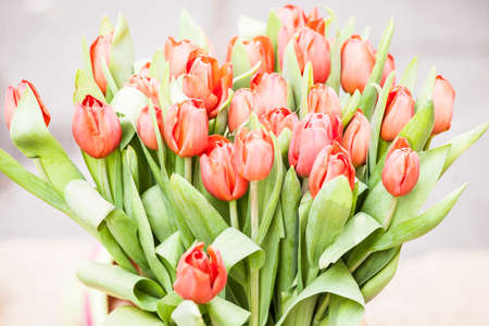 Plants, flowers for sale in a market in Trieste, springの写真素材