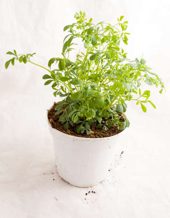 Small plant of rue ready to be planted in the studio with white background.の写真素材
