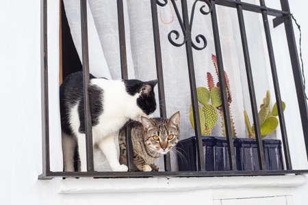 Cats in Frigiliana, beautiful typical Andalusian town in the Province of Malaga, Spain.のeditorial素材