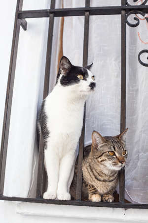 Cats in Frigiliana, beautiful typical Andalusian town in the Province of Malaga, Spain.のeditorial素材