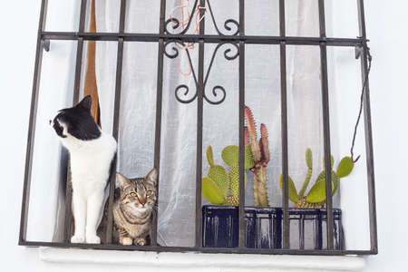 Cats in Frigiliana, beautiful typical Andalusian town in the Province of Malaga, Spain.のeditorial素材