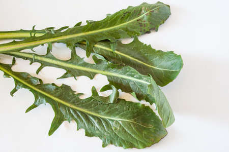 Head of raw chicory on white background, natural light.