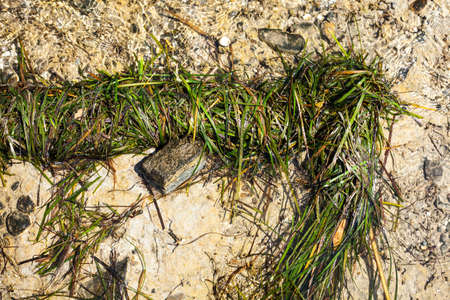 Seaweed on the seashore after a storm surge