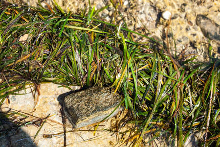 Seaweed on the seashore after a storm surge
