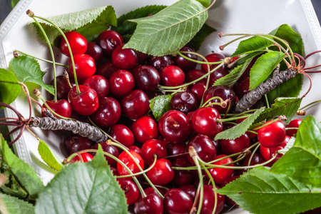 Small organic cherries freshly picked from the tree in spring on a black background