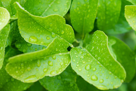 Garden and life in the greenの写真素材