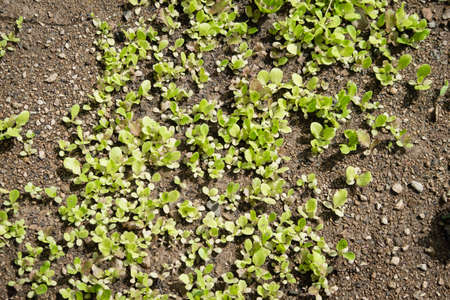 Garden and life in the greenの写真素材