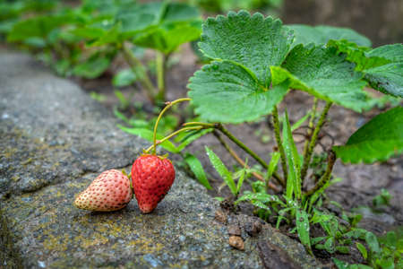 Garden and life in the greenの写真素材