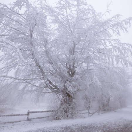 Cold as winterの写真素材