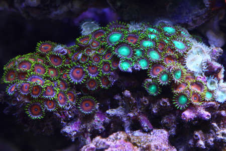 colorful coralsの写真素材