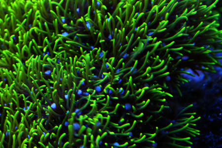 colorful coralsの写真素材