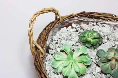 Basket of green kaktuses and small stones.の写真素材