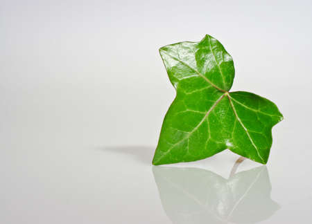 Single ivory leaf with reflection undernieth with copy space.の写真素材