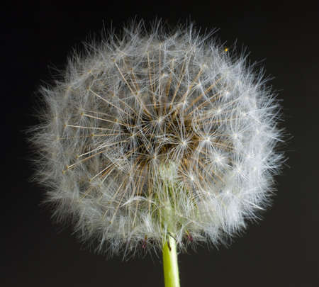 Head of a dandelions late season with a dark background.