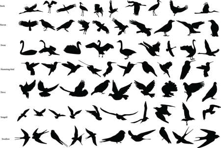Silhouettes of storks, crows, doves, hummingbirds, swallows, swans and seagullsのイラスト素材