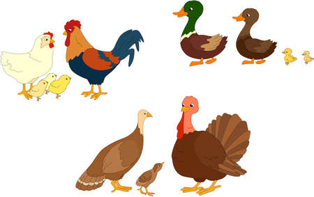 Set of duck, duckling, drake, cock, hen, chicks, turkey mother, father and poult. Vector illustration for kidsのイラスト素材