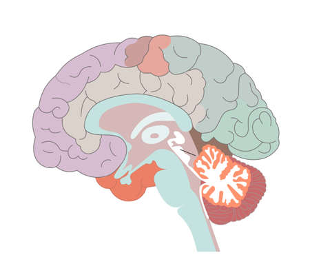 The brain structures and locations of the basal nucleのイラスト素材