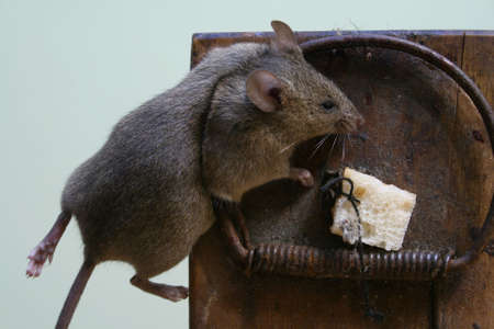 mouse in a trap