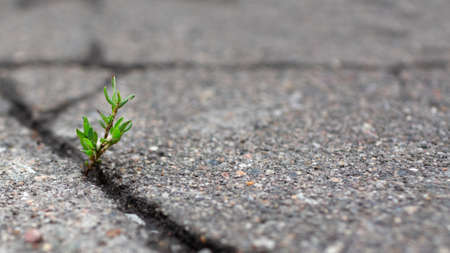 The plant grows through a crack in the asphalt. The concept of starting a new life. Copy space. A place for text.の写真素材