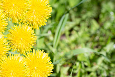 Yellow flowers of dandelion on a background of green grass. Place for text. copyspace. The lights of...