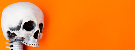 Banner for halloween holiday. Close up scary white skull on an orange background. Place for text. Copy space. Flay lay. Top view. Halloween invitation. Layout for design.の写真素材