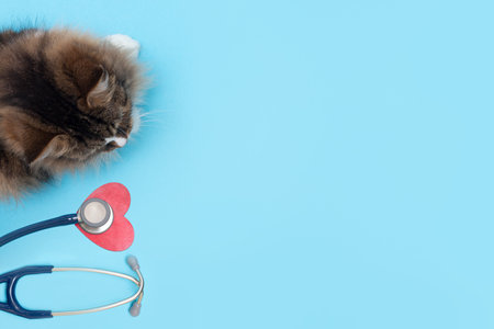 Stethoscope, cat and red heart. Cat health check up and animals. Copy space. Place for text on a blue background. Pet care.の写真素材