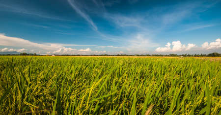 young paddyの写真素材