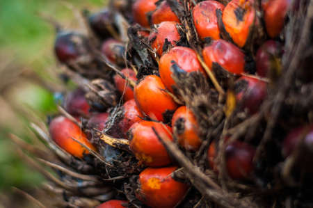 palm oil part