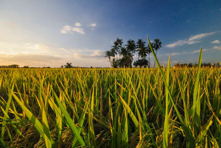 time to cut my paddy fieldの写真素材