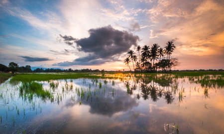 paddy fieldの写真素材