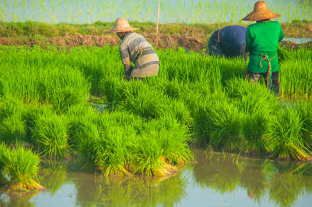 work at paddy fieldの写真素材