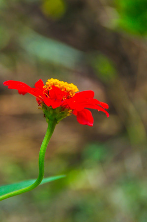One flower at villageの写真素材