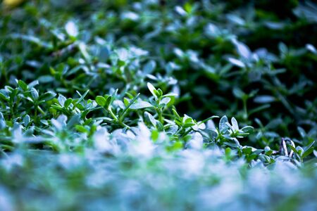 Small Lifesの写真素材