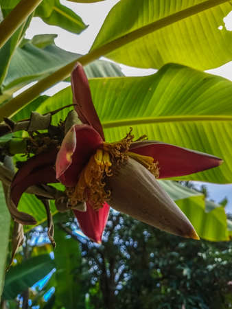 banana blossomの写真素材