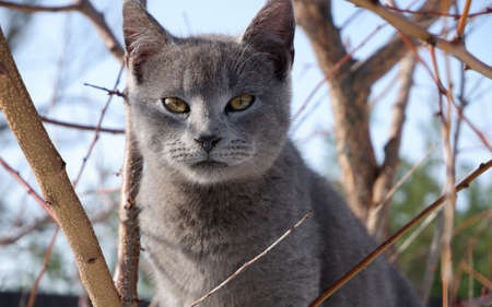 A gray Blue British cat is sitting on the branches of a tree.