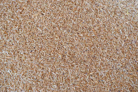 Lawn grass seeds as a background. Natural background.の写真素材