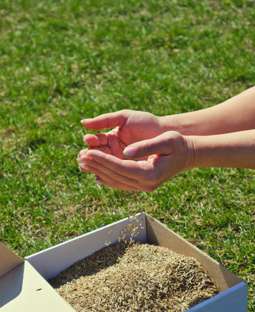 Female hands take lawn grass seeds from a cardboard shipping box against a background of green grass. Preparing for sowing a lawn.の写真素材