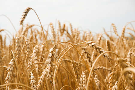 Summer landscape of wheat field. Ripe cereals field. Golden spikelets of ripe wheat close upの写真素材