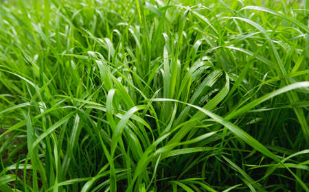 Green juicy grass in sunlight. Green natural background.の写真素材