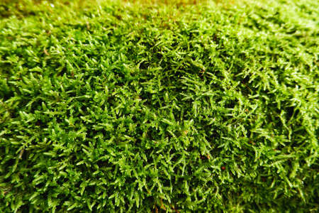 Natural background. Green moss texture close-up with shallow depth of field. Sunlight.の写真素材