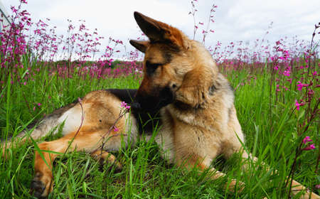 German Shepherd for a walk on a green, summer field among blooming lupinesの写真素材