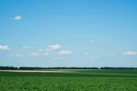 Scenery. Lonely trees growing on a hill against the background of a blue clear sky and flowering herbsの写真素材