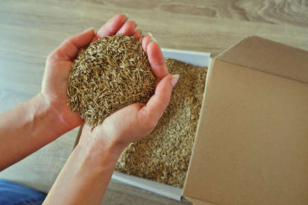 Female hands take grass seeds from a cardboard shipping box. Preparing for sowing a lawn.の写真素材