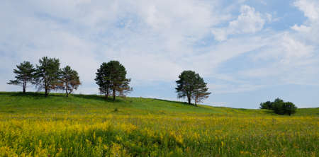 Scenery. Lonely trees growing on a hill against the background of a blue clear sky and flowering herbsの写真素材