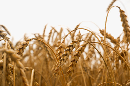 Summer landscape of wheat field. Ripe cereals field. Golden spikelets of ripe wheat close upの写真素材
