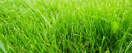 Green juicy grass in sunlight. Green natural background.の写真素材