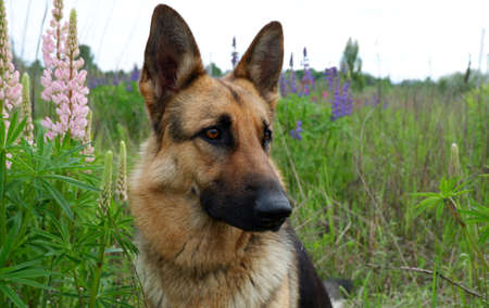 German Shepherd for a walk on a green, summer field among blooming lupinesの写真素材