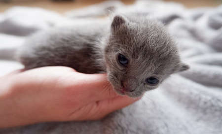 Newborn kittens learn to open their eyes.の写真素材