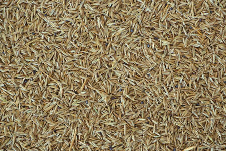 Lawn grass seeds as a background. Natural background.の写真素材