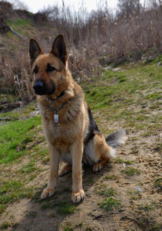 German shepherd dog sits on the sand shore of the lake in spring. Walk with a pet.の写真素材